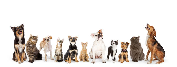 Dogs and Cats Looking Up Into Web Banner Row of cats and dogs sitting looking up into blank white web banner animals or pets stock pictures, royalty-free photos & images