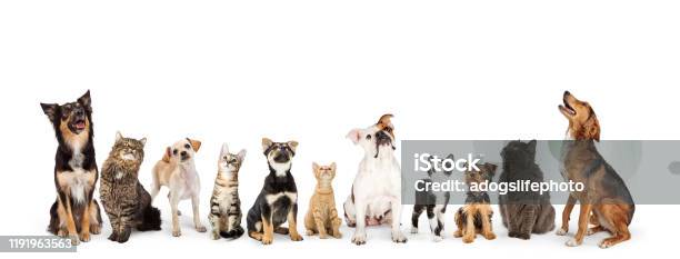 Dogs And Cats Looking Up Into Web Banner Stock Photo - Download Image Now - Dog, Pets, Domestic Cat