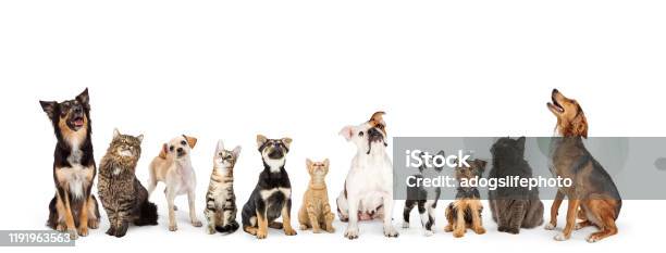 Köpekler Ve Kediler Web Banner Into Looking Up Stok Fotoğraflar & Köpek‘nin Daha Fazla Resimleri - Köpek, Evcil Kedi, Evde beslenen hayvan