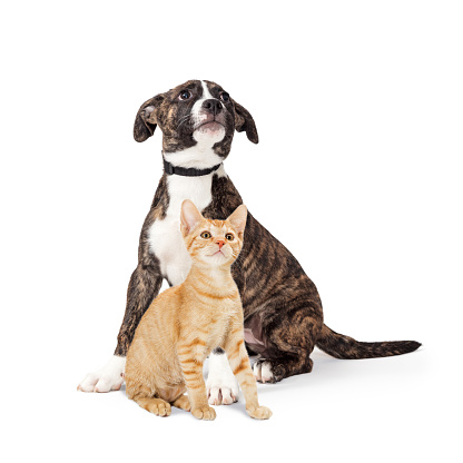 Cute young puppy and kitten sitting together on white looking up into white copy space