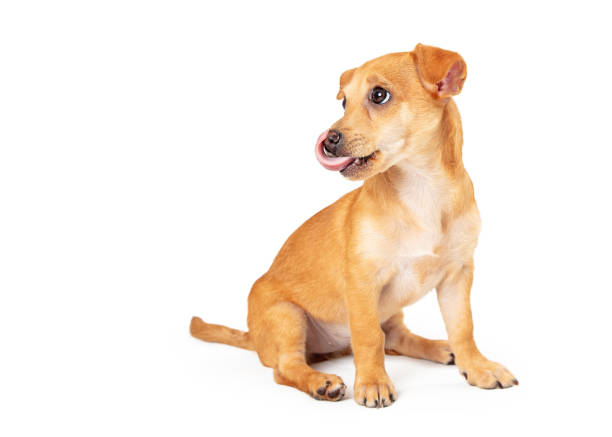 istock Hungry Small Breed Puppy Licking Lips 1191963603