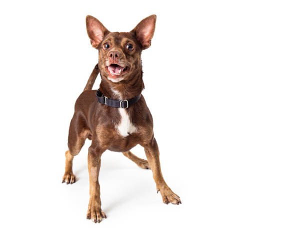 Cute Happy Small Brown Dog on White stock photo