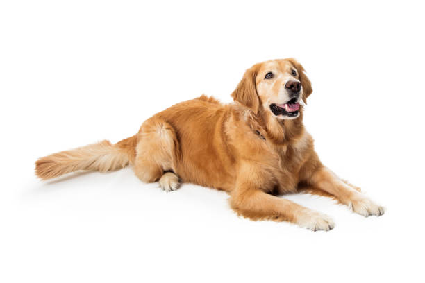 obedient goldeen retriever dog lying down - dog golden retriever lying down isolated imagens e fotografias de stock