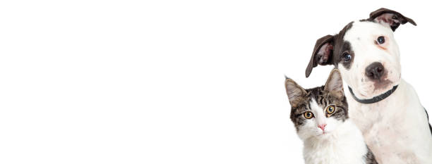 istock Dog and Cat on Side of White Web Banner 1191963844