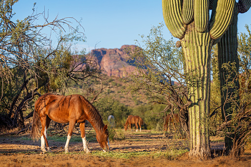 Herd of wild horses grazing in an iconic Southwest Arizona USA scene with saguaro cactus red rock mountains in the background