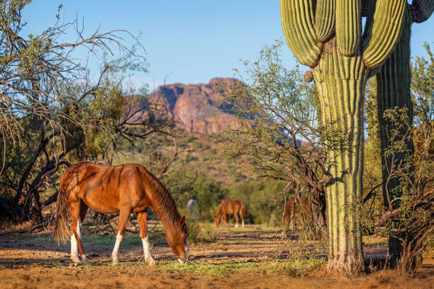 Wild Horses in Beautiful Arizona Scene Herd of wild horses grazing in an iconic Southwest Arizona USA scene with saguaro cactus red rock mountains in the background mustang wild horse photos stock pictures, royalty-free photos & images