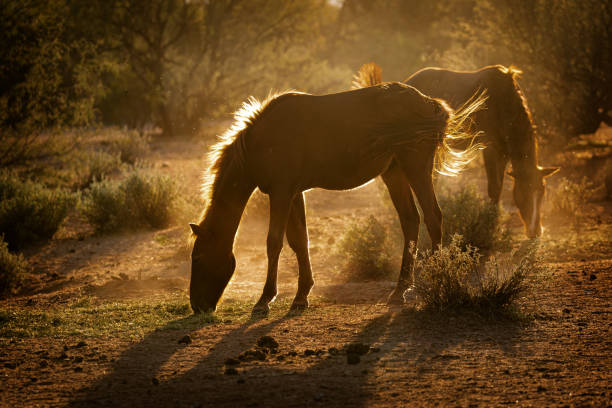 Arizona Wild Horses Backlit By Morning Sun Wild horses backlit by rising morning sun in the Tonto National Forest in Mesa, Arizona river salt stock pictures, royalty-free photos & images