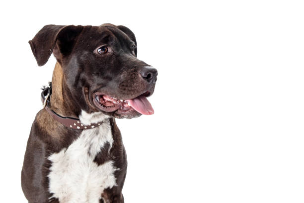 istock Pit Bull Close-up Looking Side Tongue Out 1191964566