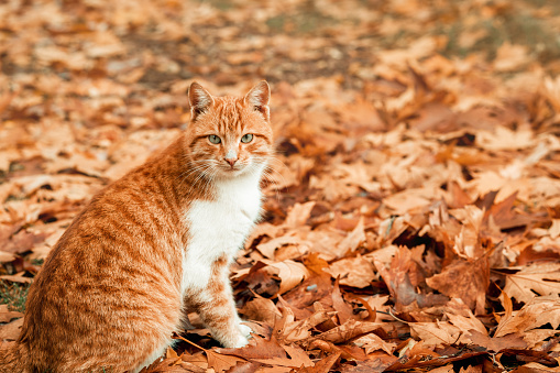 An adorable cat is enjoing the nice weahther in autumn on leaves.