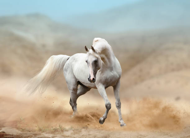 istock The white arabian horse running in desert 1191968604