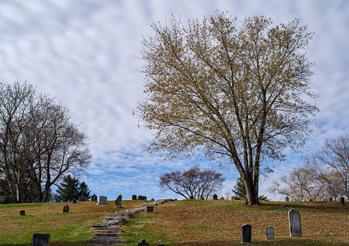A large tree, steps and graves sit atop a hill.