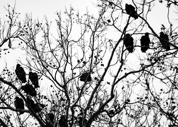 Big black birds sit high up in a tree silhouetted against the sky.