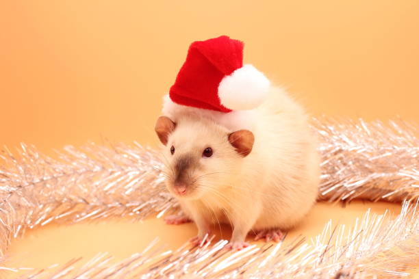istock A rat in a red Christmas hat. Happy New year 2020. 1191971682