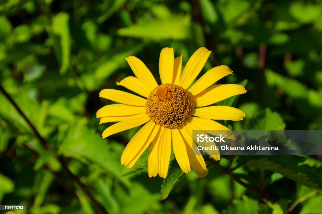 Heliopsis flowers closeup in sunny summer day. False Sunflower (Heliopsis helianthoides) in the sun. Heliopsis flowers closeup in sunny summer day Heliopsis helianthoides False Sunflower, Ox Eye. Yellow garden decorative flower of the Aster family. Heliopsis helianthoides False Sunflower, Rough Heliopsis Artificial Stock Photo
