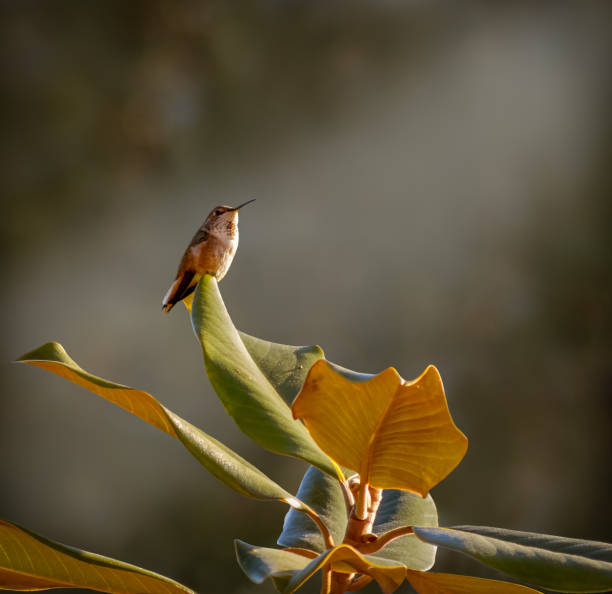istock hummingbird close up 1191972634