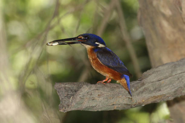 istock Azure Kingfisher 1191973710