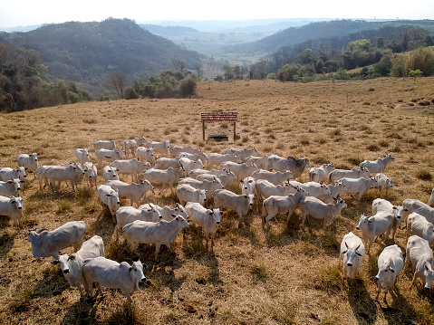 aerial view of herd nelore cattel on dry pasture in Brazil
