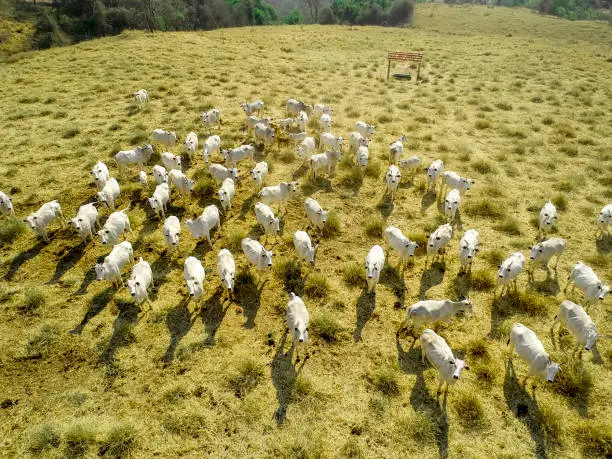 Photo of Aerial view of herd nelore cattel on dry pasture in Brazil