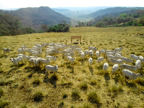 Flock of sheep grazing in a forest
