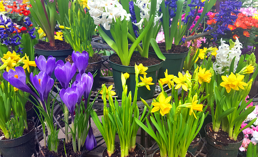 Display of Crocus,Daffodils,Hyacinths,and Daisies. All growing and living plants in pots. All perennials. From Bulbs.