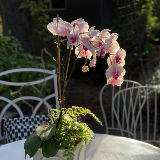 istock Illuminated Orchid Plant on Patio 1191976690