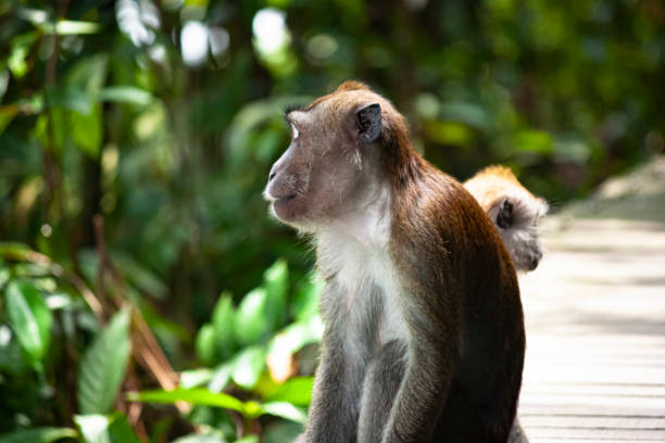 istock Long-tailed macaques on the boardwalk in MacRitchie Reservoir 1191979651