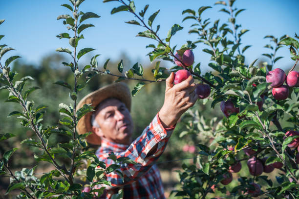 istock Farmer picking apples in orchard. 1191982484