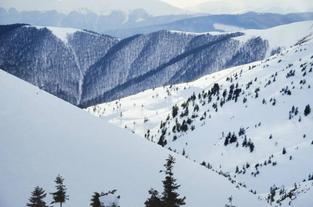 carpathian mountains in winter, covered with snow - dragobrat imagens e fotografias de stock