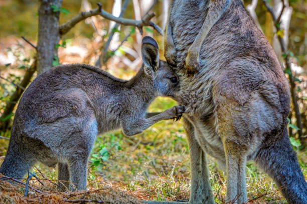 istock Eastern Grey Kangaroo Joey (Macropus giganteus) 1191984769
