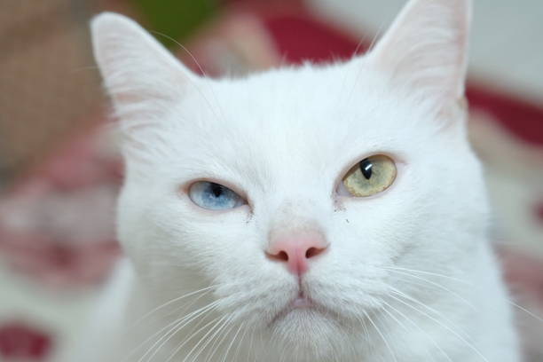 istock White Cat with Blue - Yellow eyes 1191986877