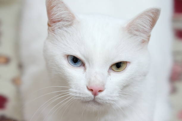 istock White Cat with Blue - Yellow eyes 1191986878