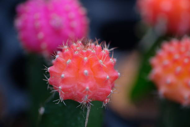 istock Colorful Cactus for interior decoration and planting 1191987058