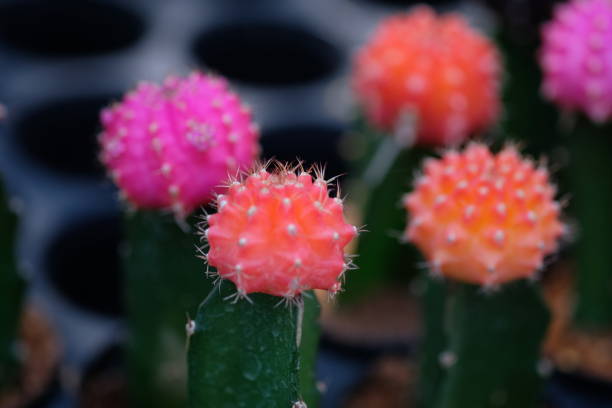 istock Colorful Cactus for planting and Architecture decoration 1191987083