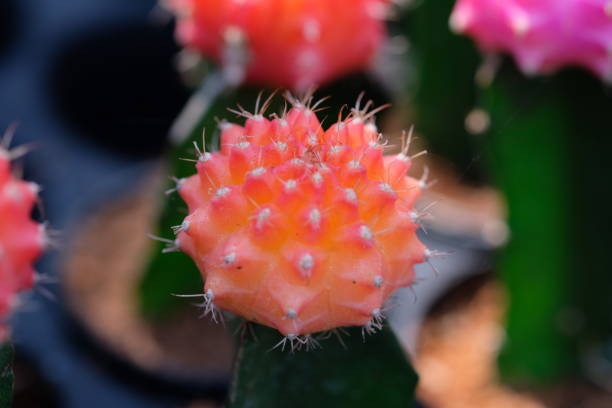 istock Orange Cactus for planting and Architecture decoration 1191987126