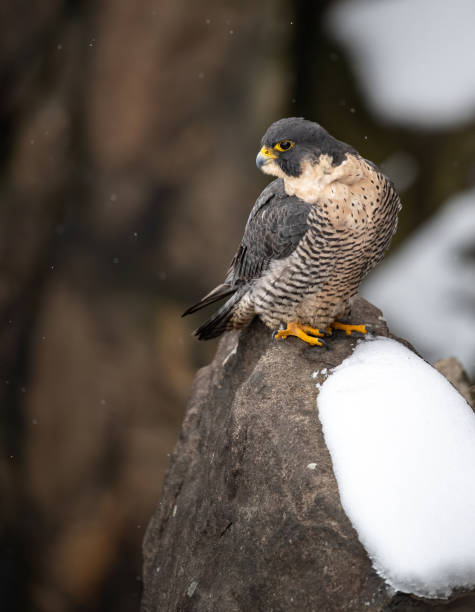 istock Peregrine Falcon 1191989072