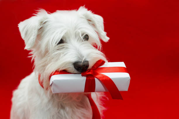 Dog with Christmas gifts stock photo
