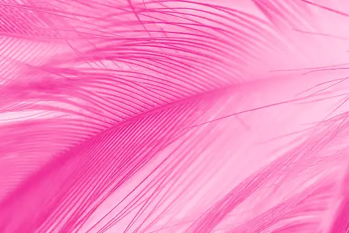 Pink Feather Pictures | Download Free Images on Unsplash
