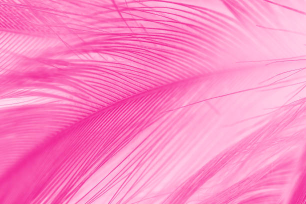 fundo cor-de-rosa bonito do teste padrão da textura da pena do magenta - feather white macro bird - fotografias e filmes do acervo