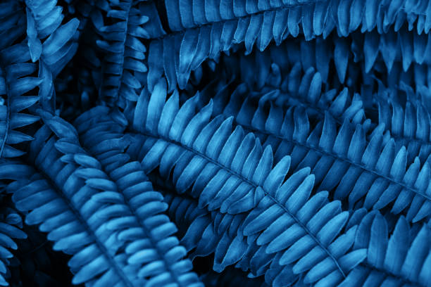 Blue fern leaves texture