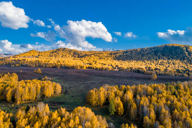 istock Panoramic view of autumn trees in Xinjiang Hemu. 1191990112