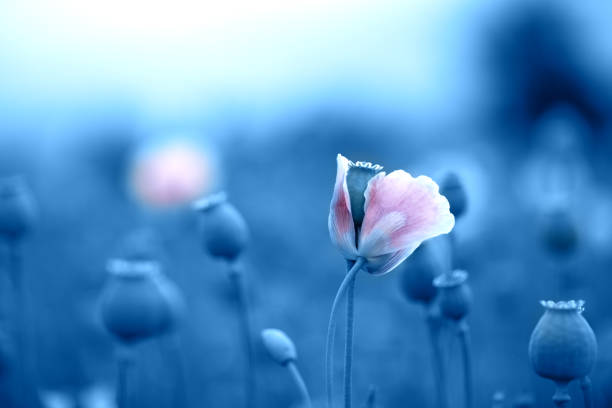 mohnblume in einem riesigen feld. - lowering sky stock-fotos und bilder