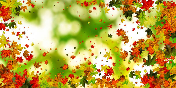 istock Leaves seamless. Autumn leaves isolated. November falling pattern background. Season concept 1191992237
