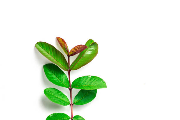 guava leaves on a white background , isolated , copy space ,nature medical