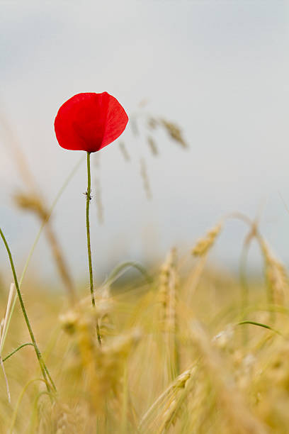 red poppy in a barley field stock photo