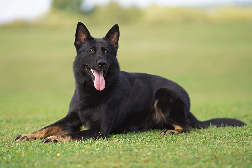 Bicolor (almost black with brown feet) German Shepherd dog lying down on a green grass in summer