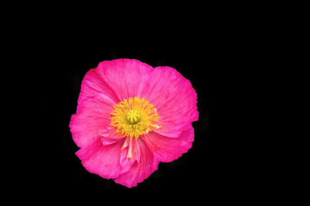 A single poppy blossom in pink with all of its reproductive organs in place
