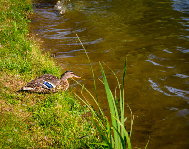 istock A solo duck with a blue strip on his wing drinking from a lake 1191995599