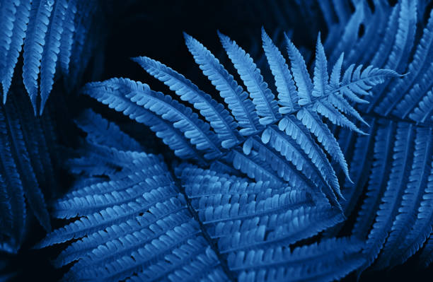 istock Beautiful fresh greenery fern leaves background. 1191997812