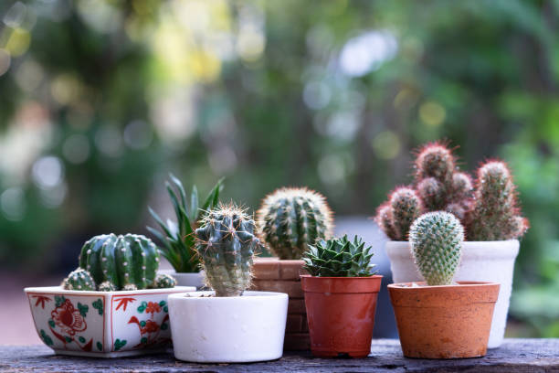 Morning outdoor activity to watering cactus pot plant, copy space stock photo