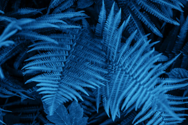 istock Blue fern leaves texture 1192004745